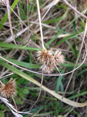 Juncus acuminatus