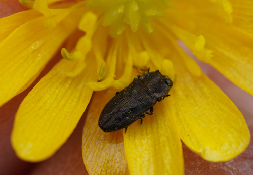 iNaturalist observation photo of Melanthaxia