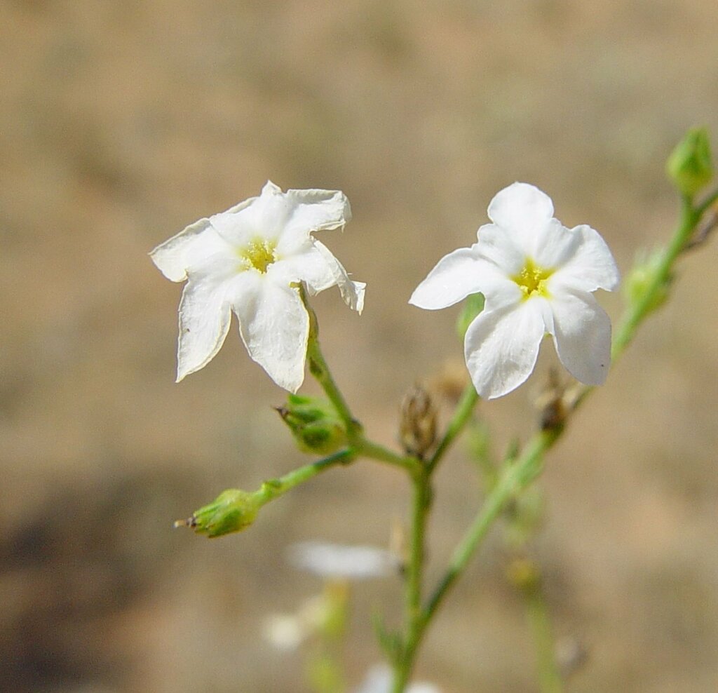 Euploca glabella