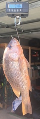 Lutjanus johnii