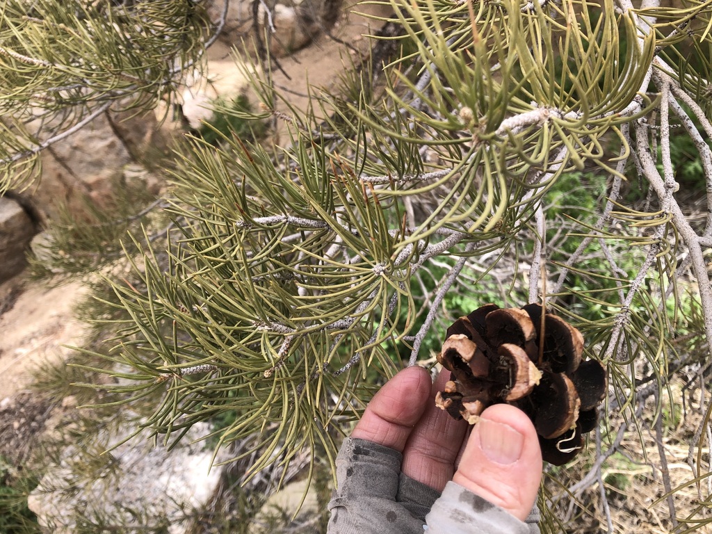 singleleaf pinyon from Riverside County, CA, USA on March 29, 2023 at ...