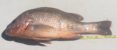 Lutjanus johnii