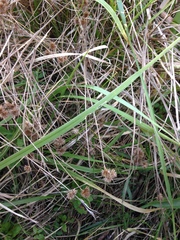 Juncus acuminatus