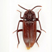 Stemmoderus singularis - Photo (c) Natural History Museum:  Coleoptera Section, μερικά δικαιώματα διατηρούνται (CC BY)