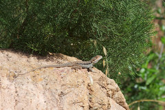 Ctenophorus modestus