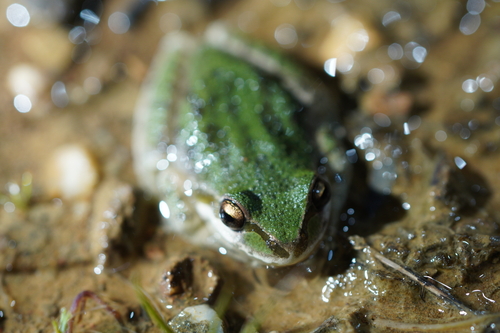 iNaturalist observation photo of Pacific chorus frog