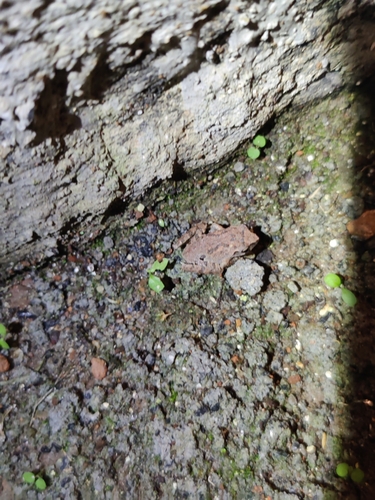 Nilgiri Bush Frog, Raorchestes tinniens