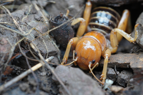 iNaturalist observation photo of North American Jerusalem Crickets