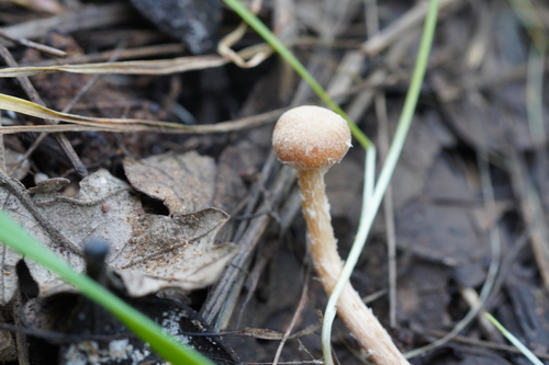iNaturalist observation photo of Twiglets