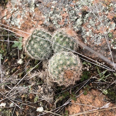 Echinocereus reichenbachii baileyi
