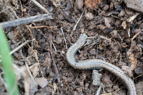 iNaturalist observation photo of California Slender Salamander