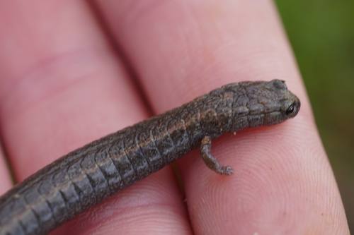 iNaturalist observation photo of California Slender Salamander