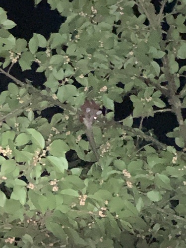 Derby's Woolly Opossum