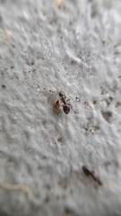 Technomyrmex jocosus