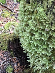 Neckera pennata image