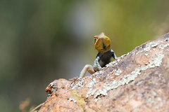 Ctenophorus modestus