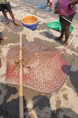 Bleeker's Variegated Whipray photo 2