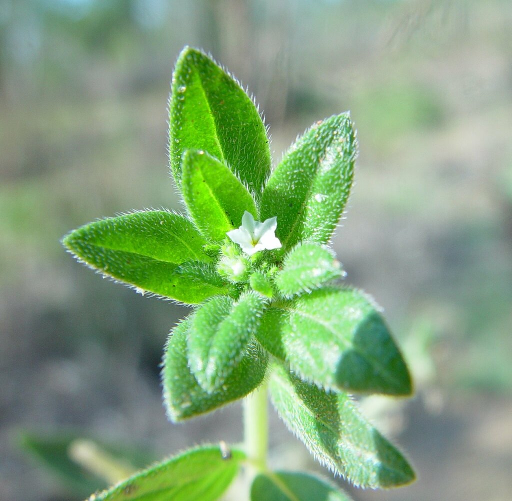 Euploca foliata