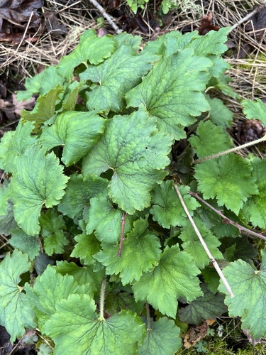 Tellima grandiflora