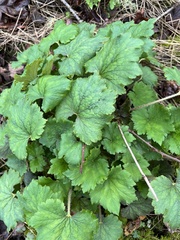 Tellima grandiflora