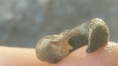 Prophysaon vanattae