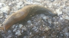 Prophysaon vanattae