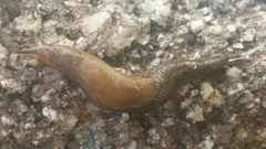 Prophysaon vanattae