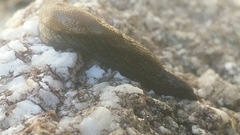 Prophysaon vanattae