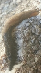 Prophysaon vanattae