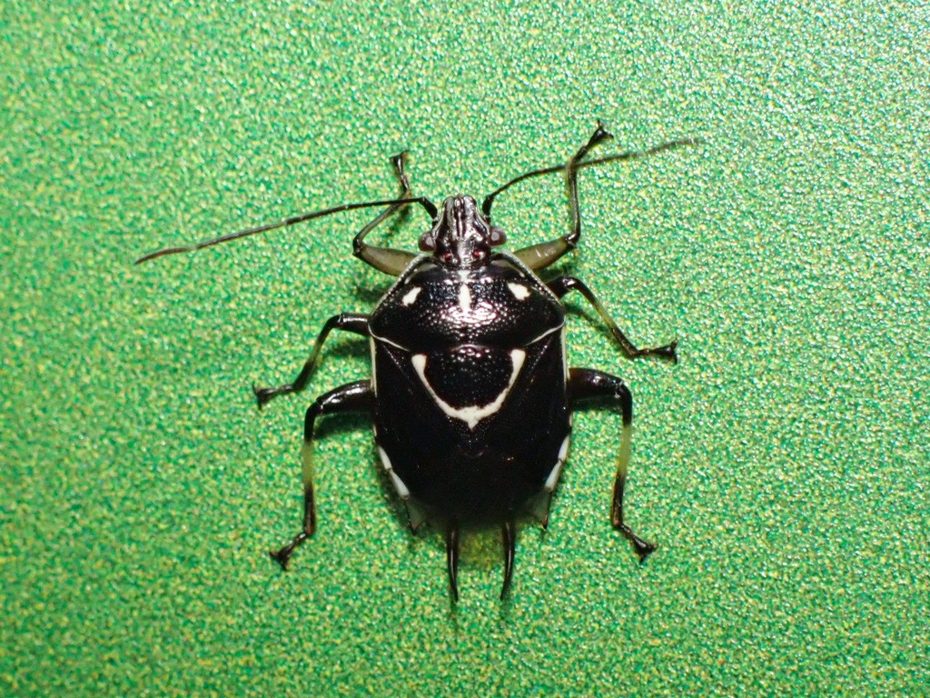 Proctophantasta