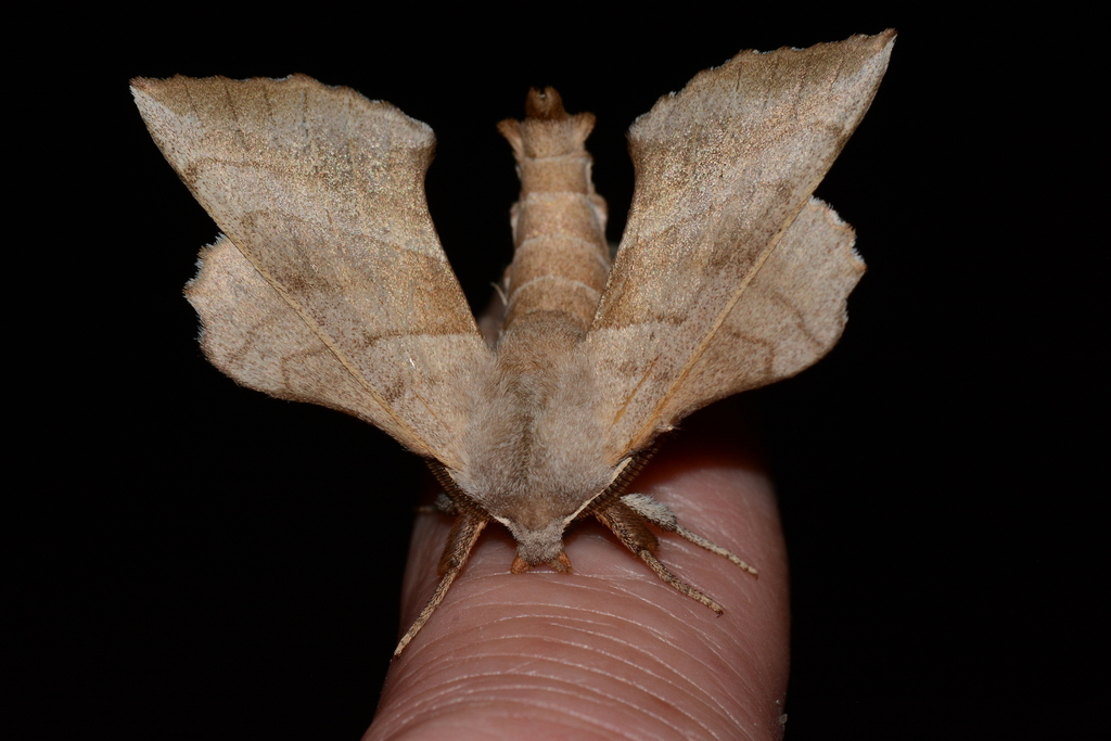 Walnut Sphinx from Pontotoc County, OK, USA on April 07, 2023 at 08:15 ...