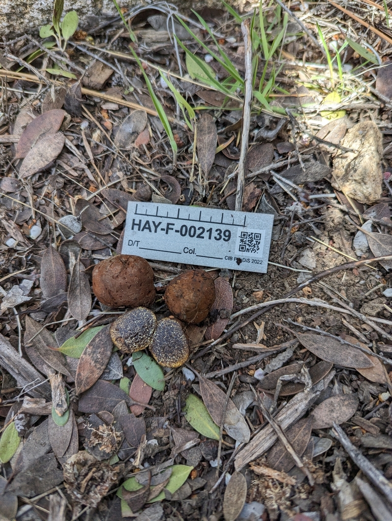 Melanogaster sp. 'CA02'
