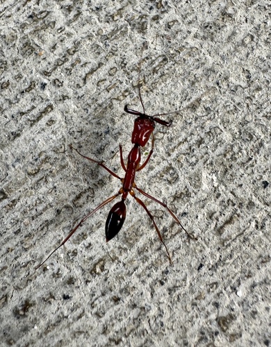 狂暴大齿猛蚁Odontomachus saevissimus