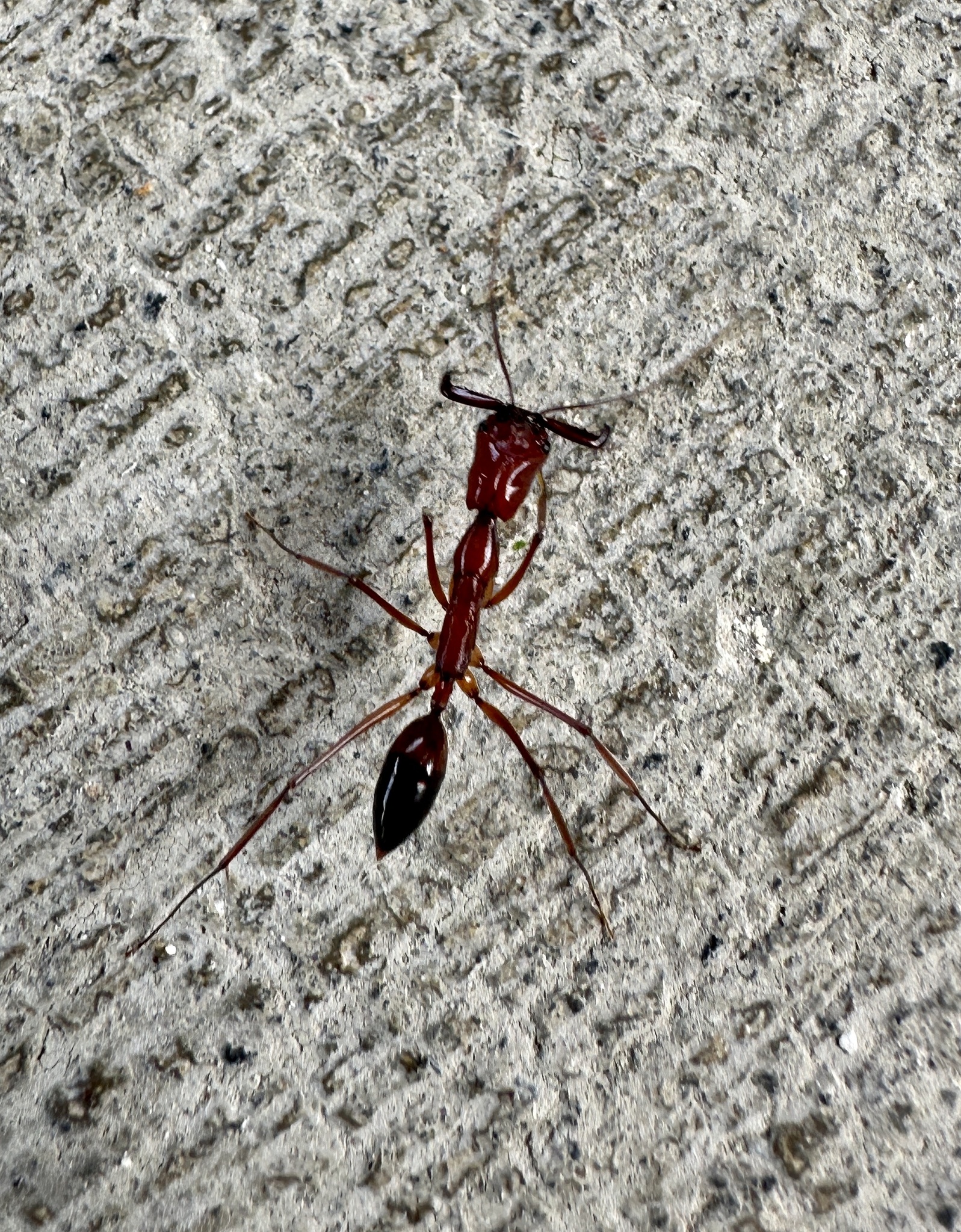 Odontomachus saevissimus