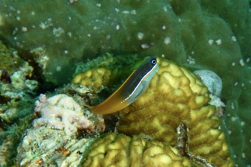 Tricolor coralblenny (Ecsenius tricolor) — Blenniidae