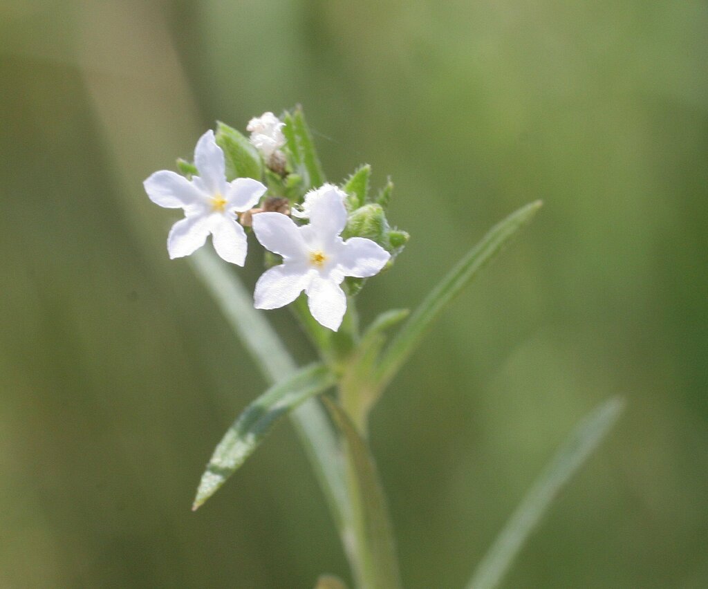 Euploca ventricosa