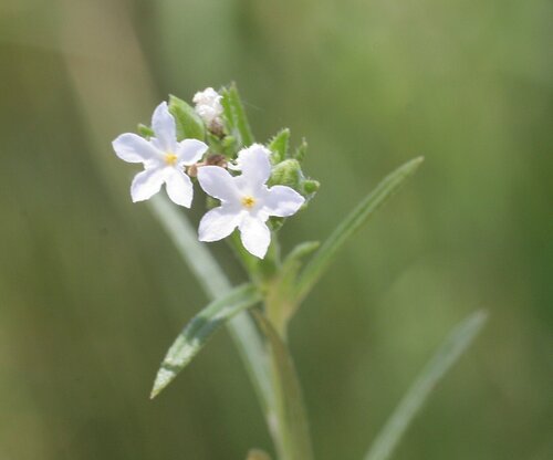 Heliotropium ventricosum