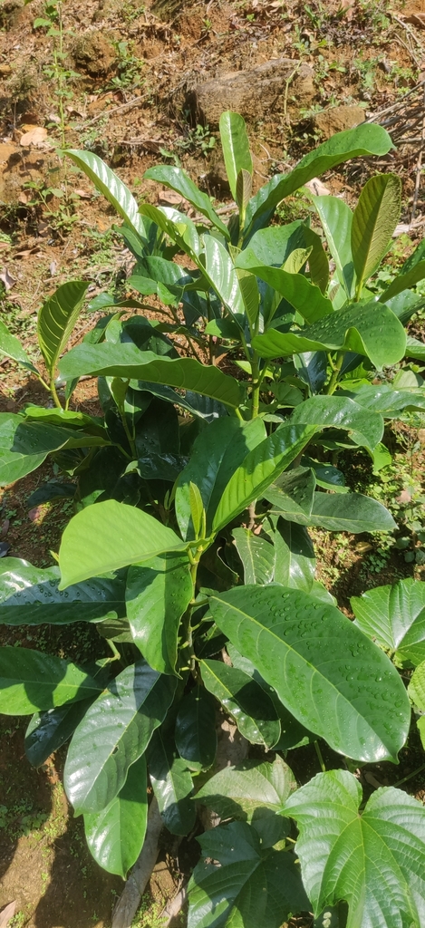 Ficus beddomei from Coimbatore, IN-AP, IN on April 6, 2023 at 09:01 AM ...