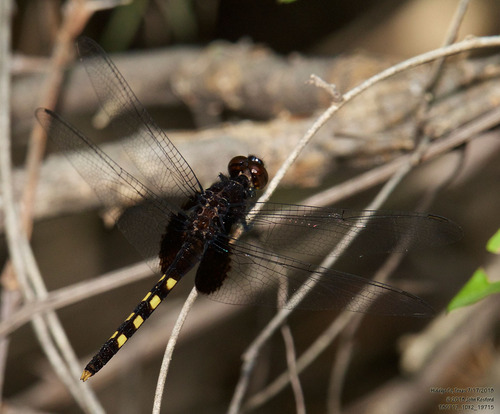 Black Pondhawk photo 5