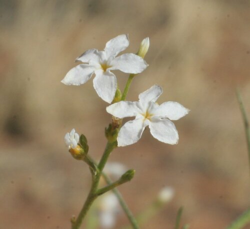 Euploca glabella, 2008-07-15