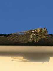 Neotibicen latifasciatus