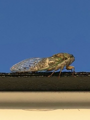 Neotibicen latifasciatus