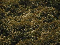 Syzygium densiflorum, photograph (c) T R Shankar Raman, some rights reserved (CC BY)