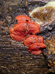 Crepidotus cinnabarinus