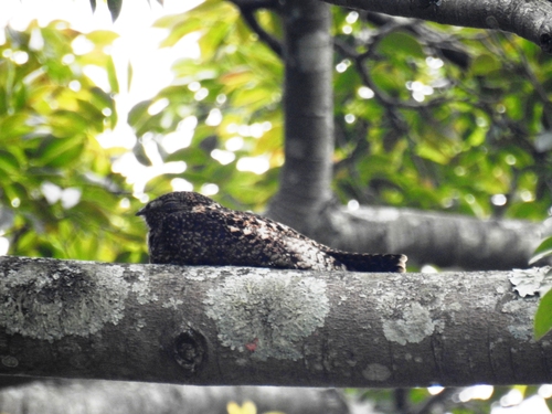 Lurocalis semitorquatus