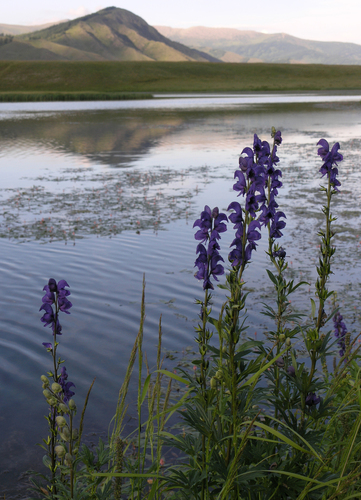 Aconitum glandulosum, photograph 1