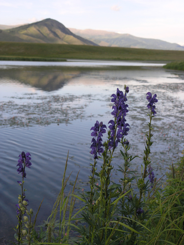 Aconitum glandulosum, photograph 3