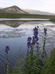 Aconitum glandulosum, photograph Oleg Kosterin, CC BY, iNaturalist via GBIF