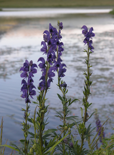 Aconitum glandulosum, photograph 2