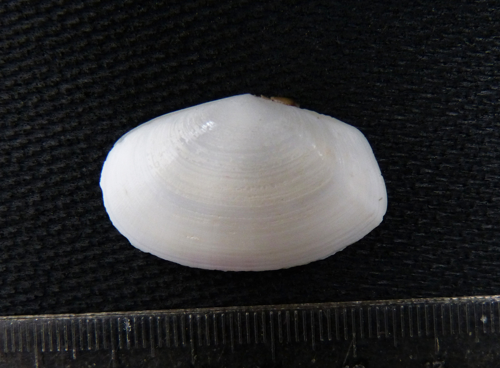 Temnoconcha cognata